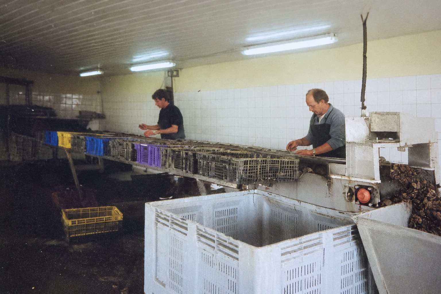 Tri et calibrage des huîtres à l'atelier