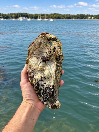 La Doyenne Le Guennec, huître exceptionnelle tenue dans une main face à la mer