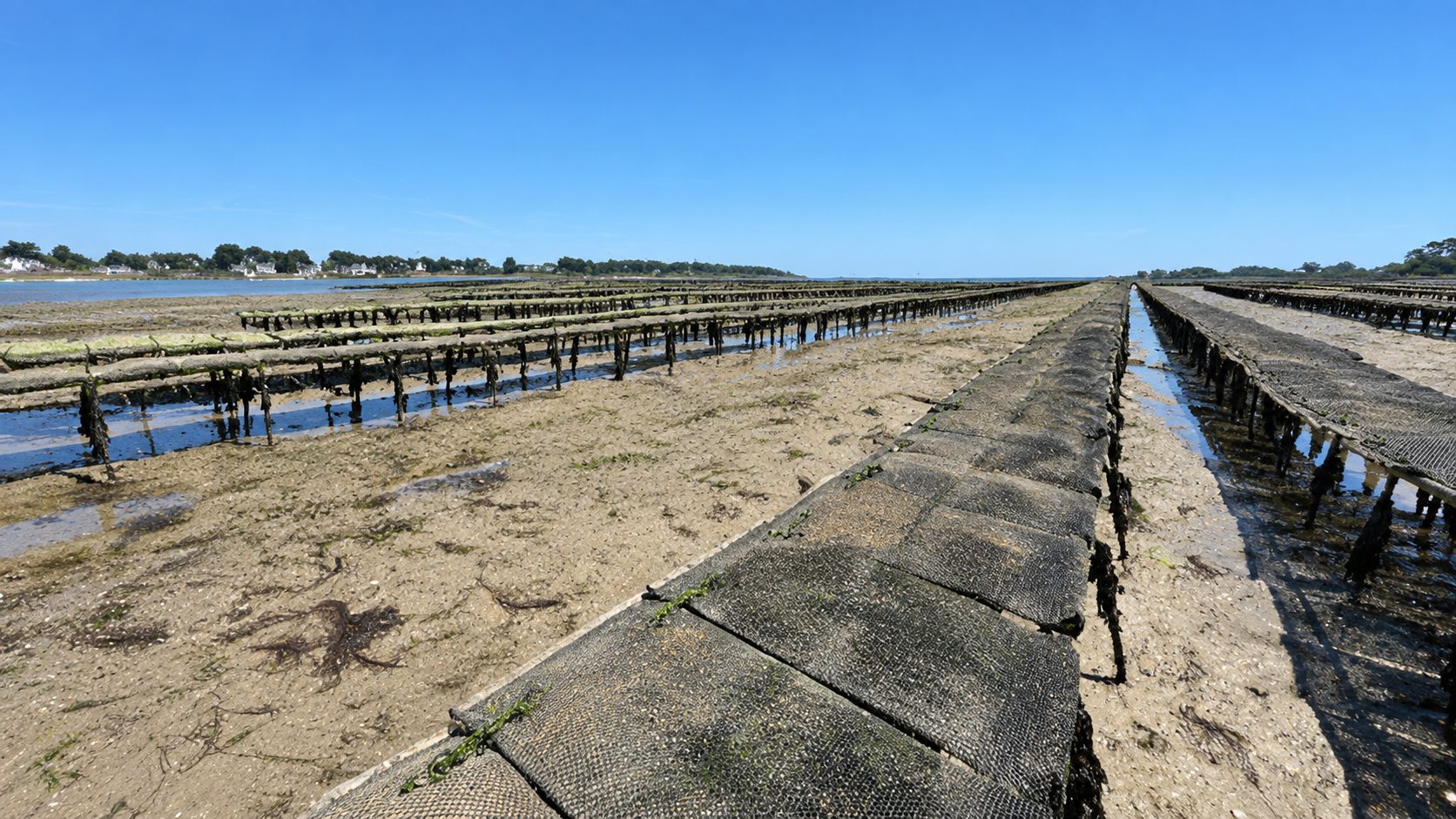Parc ostréicole à marée basse à La Trinité-sur-Mer, Baie de Quiberon