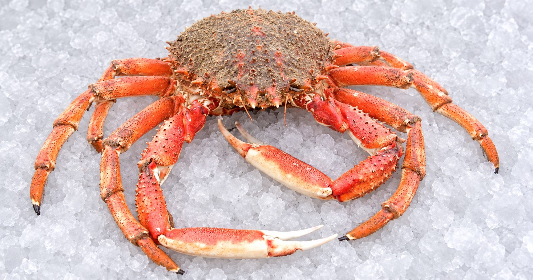 Araignées de mer vivantes