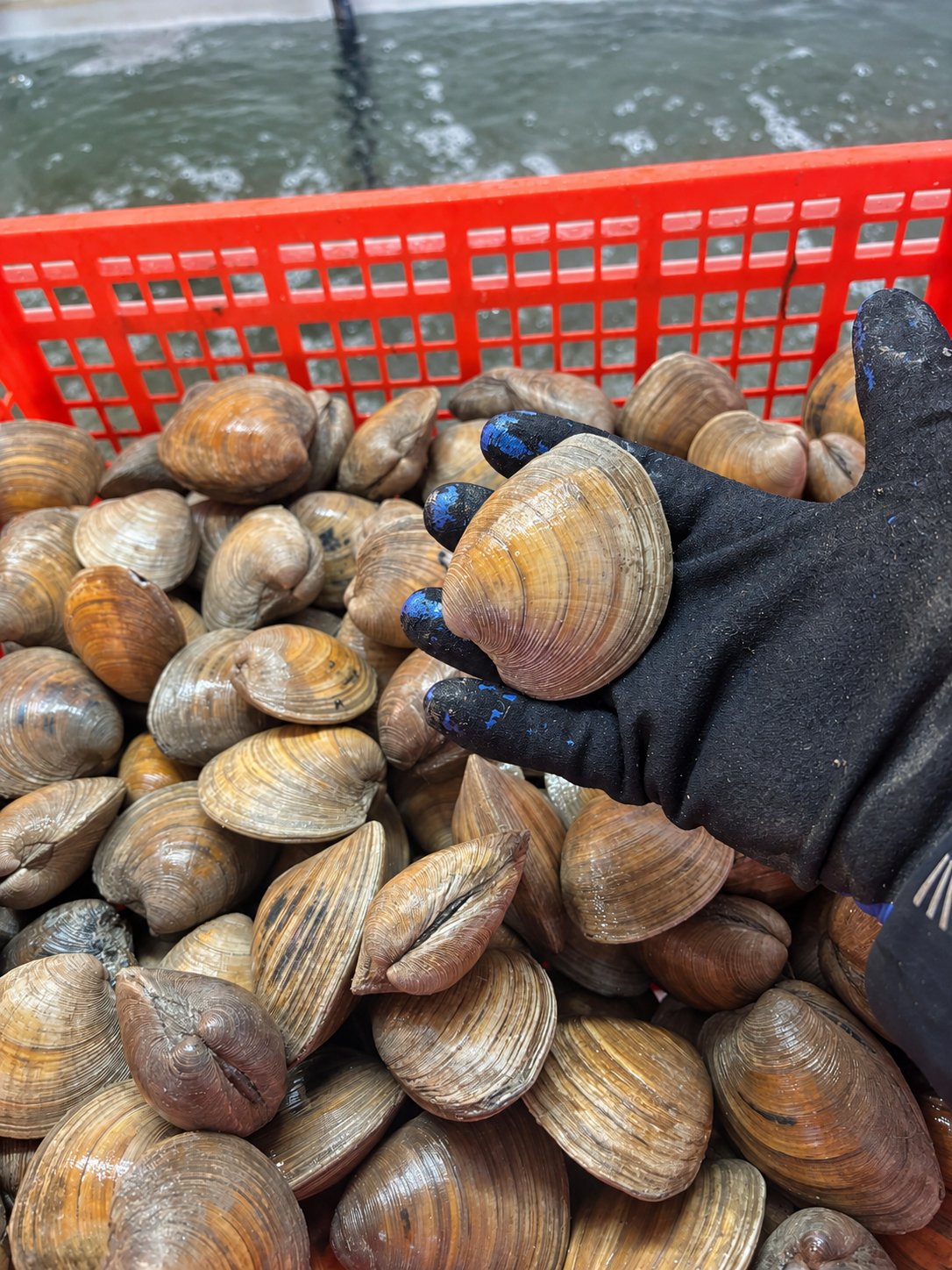 Clams sauvages, pêchés sur les côtes bretonnes