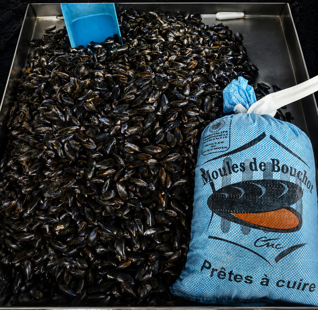 Moules de bouchot fraîches et prêtes à cuire