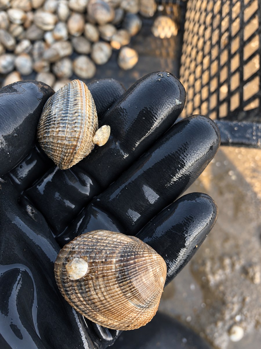 Palourdes pêchées à la main, issues de notre production