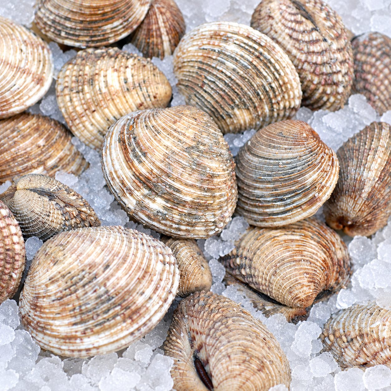 Praires fraîches, issues de la pêche française de la Côte Nord